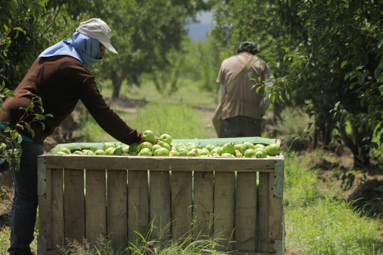 Economía ya transfirió más de $67 millones a 2.000 productores afectados por las heladas