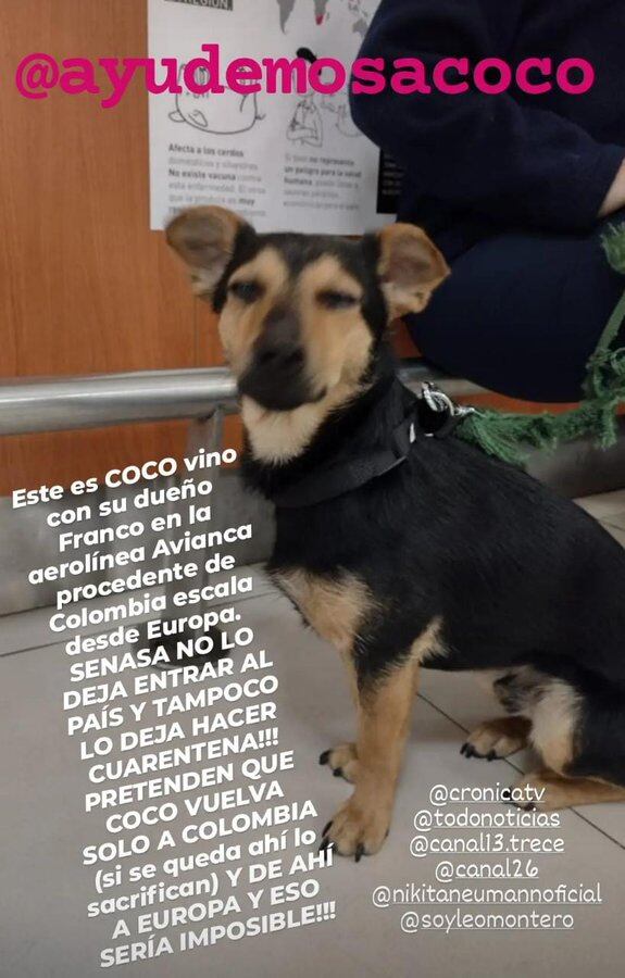 Coco, el perro varado en Ezeiza