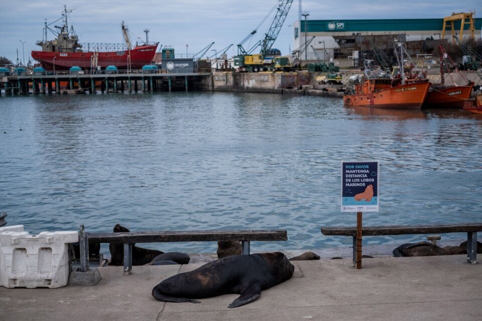 Por prevención, las autoridades recomiendan no acercarse a las especies marinas.