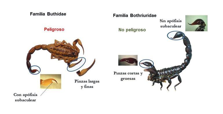 Los dos tipos de especies de alacranes.