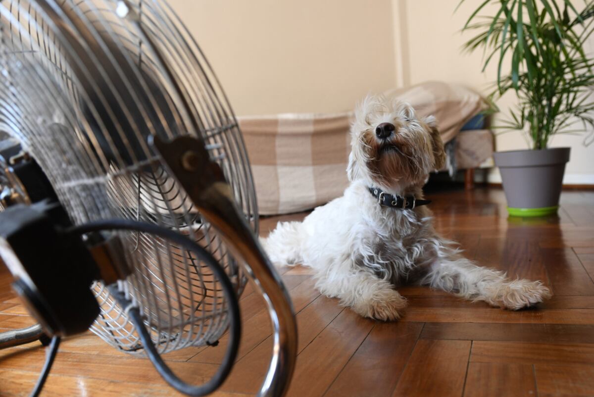 Altas temperaturas: ¿cómo saber si una mascota está sufriendo un golpe de calor?