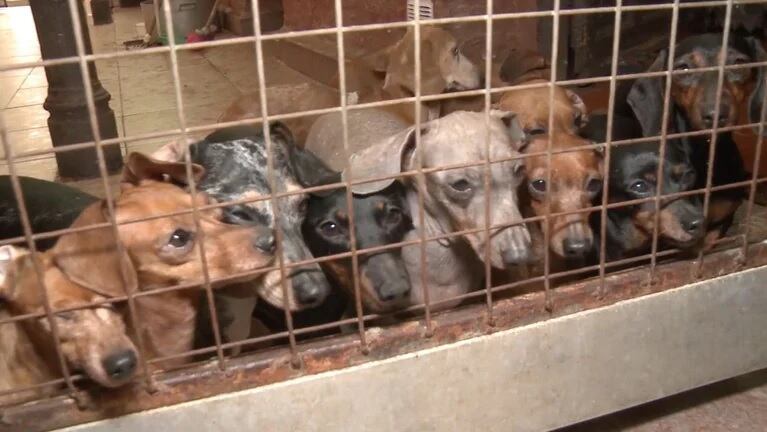 Perros salchichas de un criadero ilegal. 