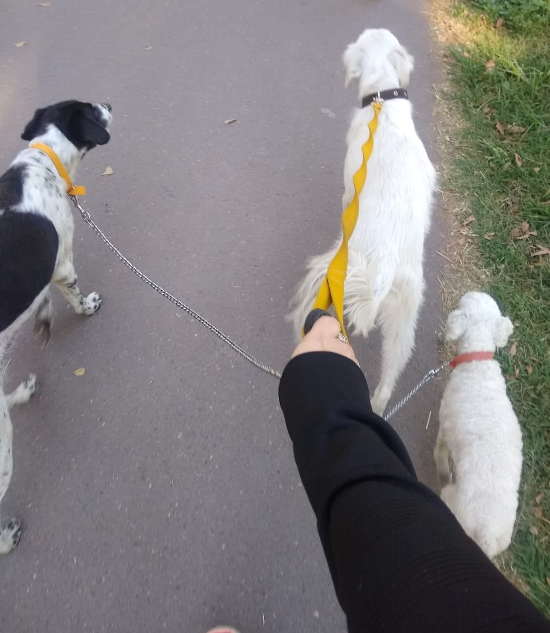 Paseos responsables de Caninando.