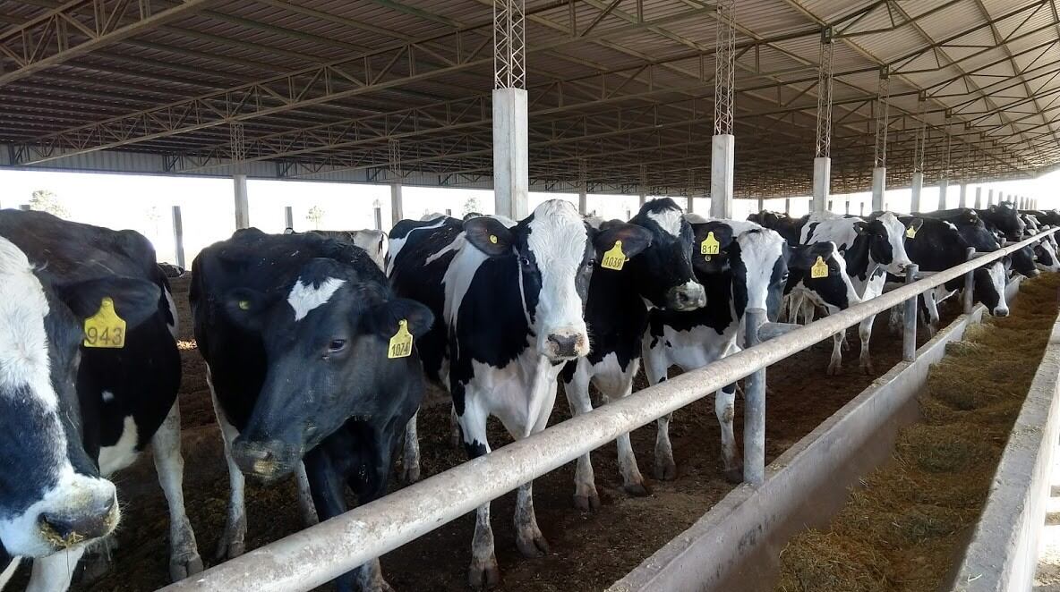 La lechería es la principal fuente económica de Morteros. (Bichos de Campo)