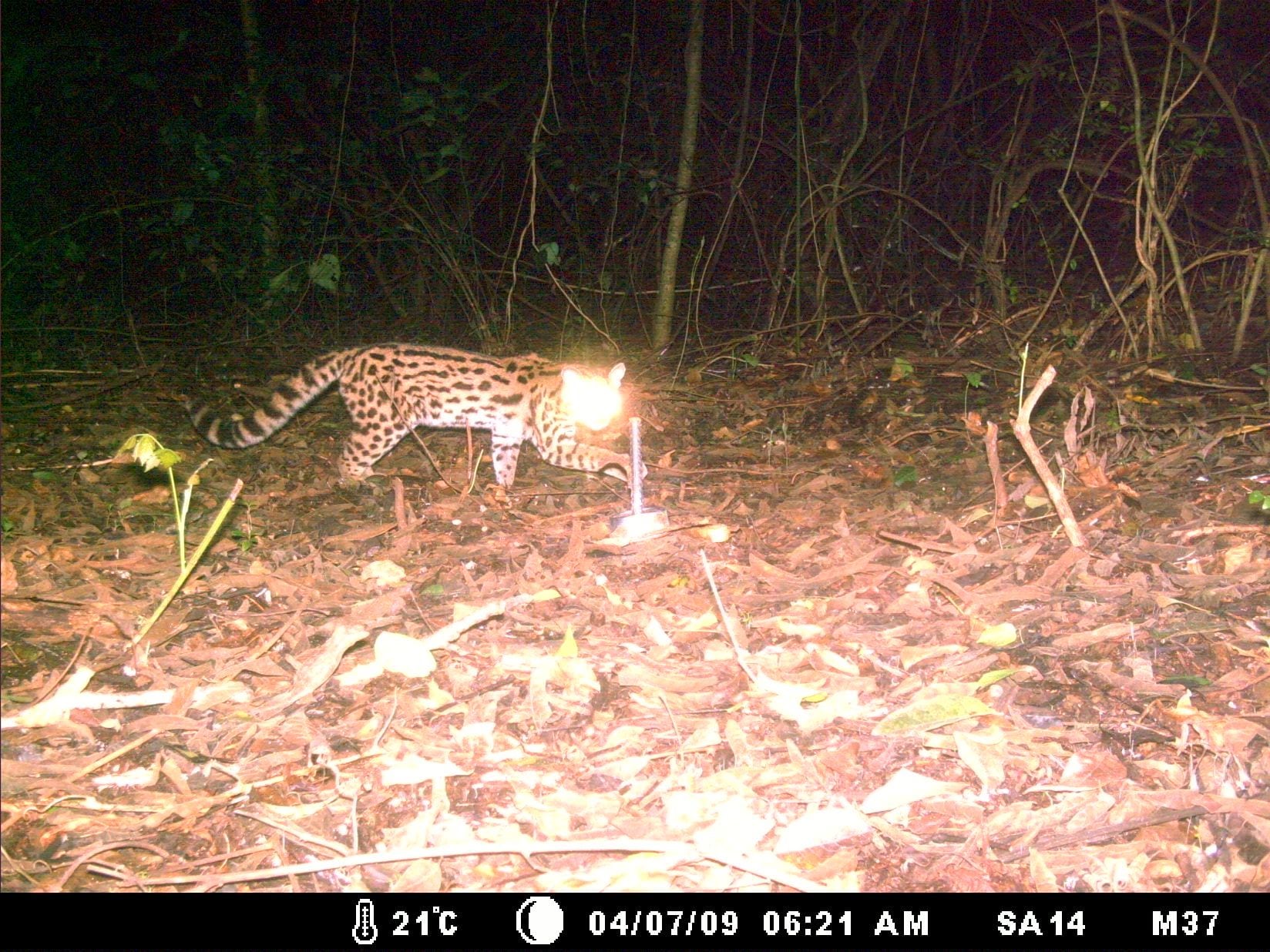 El majestuoso yaguareté, símbolo de las Yungas y una de las siete especies de felinos que conviven en los bosques de Ledesma.