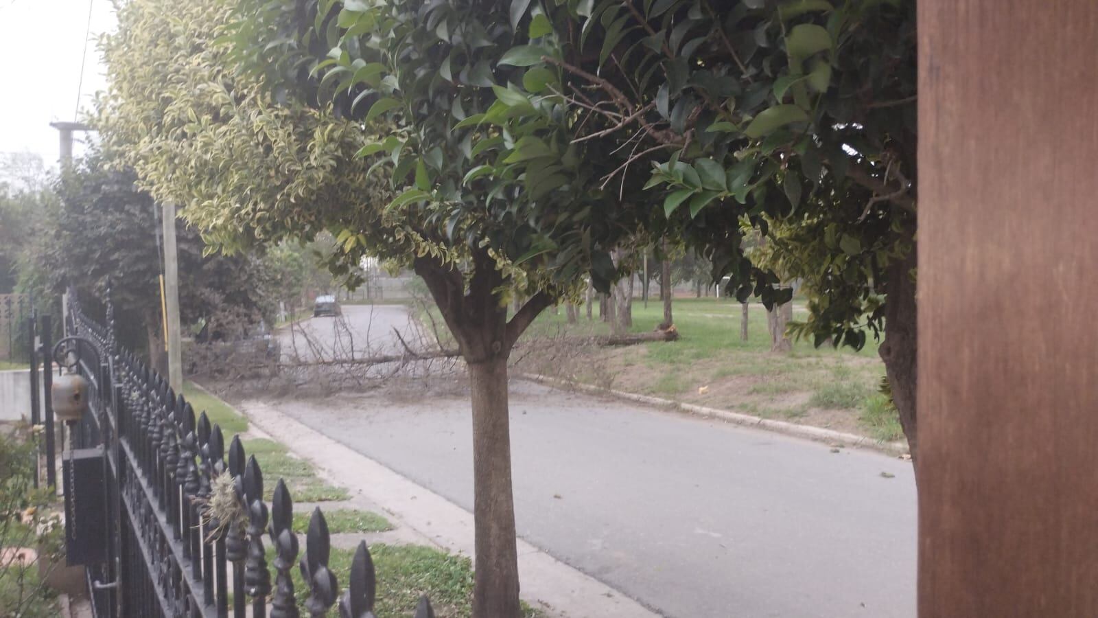 Árbol caído en barrio Pan de Azúcar, Villa Allende.