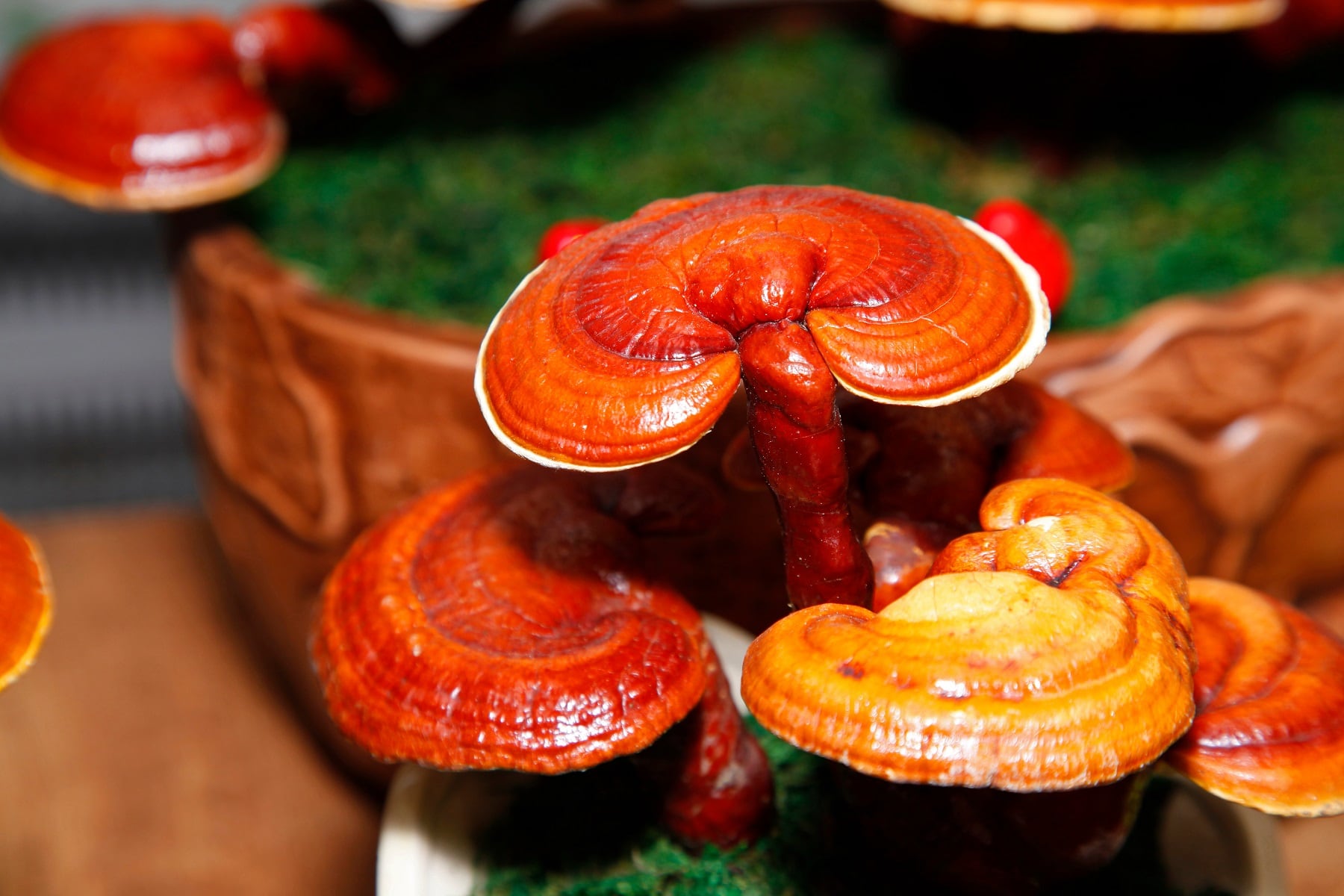 Ganoderma lucidum es una medicina tradicional de China que se utiliza, hace al menos, 2000 años.