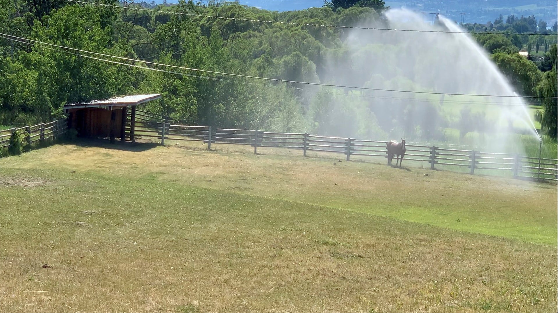 Ola de calor en Canadá (Foto: TWITTER @CANADIANBYLUCK via REUTERS)