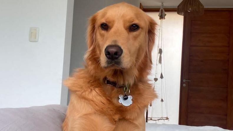 Moana, la perra Golden Retriever que acompaña a Juana (8), que tiene epilepsia.