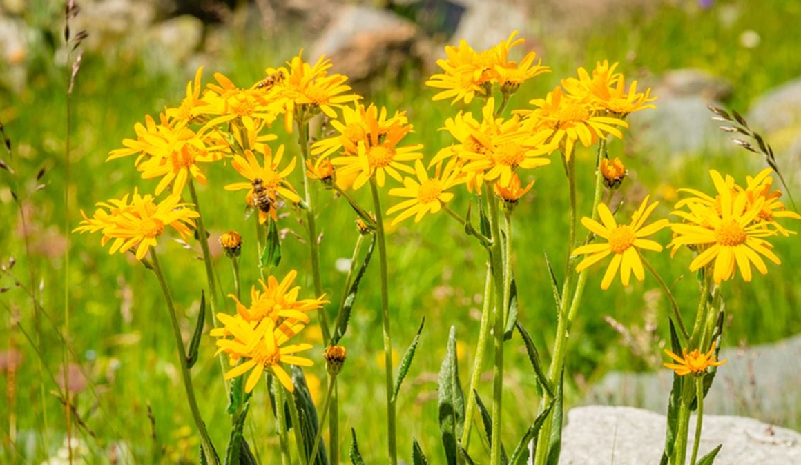 La flor del árnica.