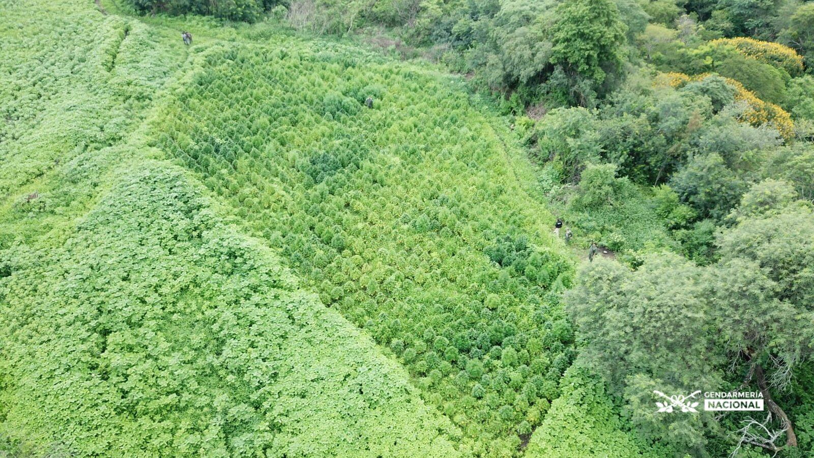 Allanamiento en una  finca con plantación de marihuana en Salta