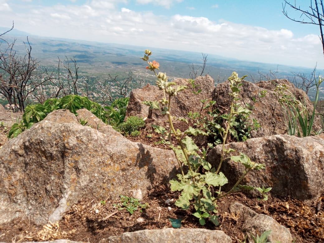 La naturaleza renaciendo entre las cenizas.