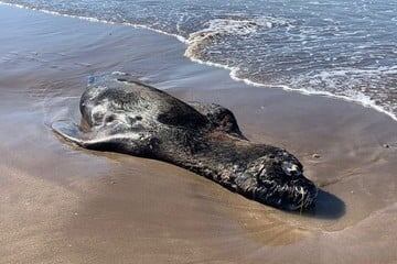 Gripe aviar en lobos marinos en Rio Negro