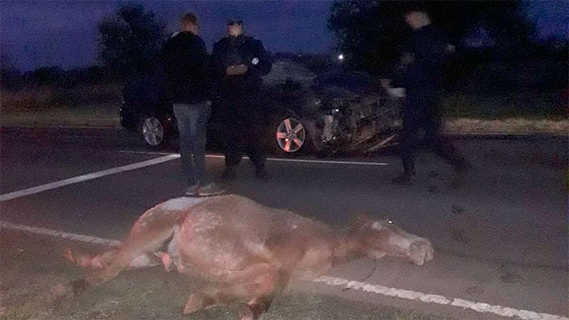 Accidente: 2 caballos fueron atropellados por un conductor sobre ruta 11.