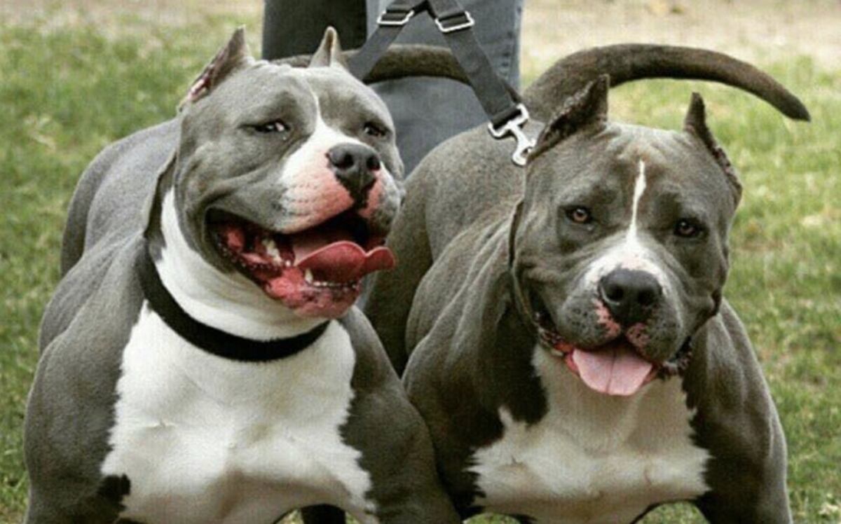 Mejoría para la niña atacada por un pitbull en Tanti: fue trasladada a sala común