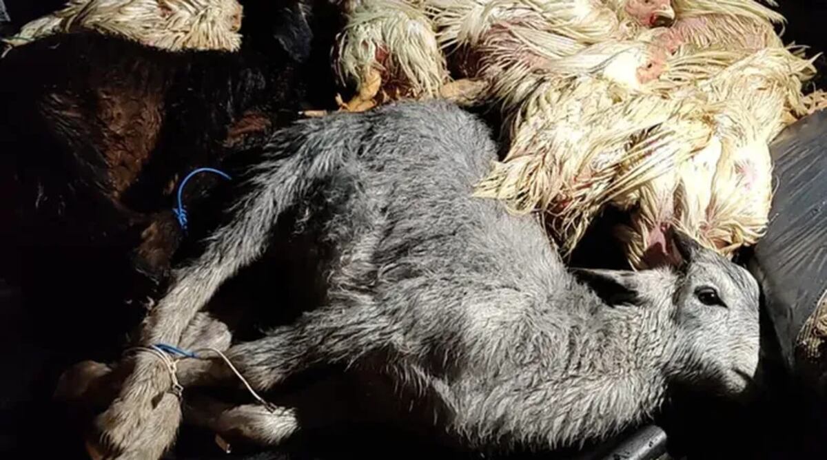 Roldán: buscaban a un presunto narco y terminaron desactivando un ritual con sacrificios de animales