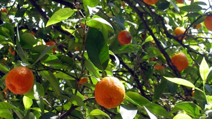 Con frutas que irían a desecho, emprendedores las convertirán en licor, jugo y detergente.