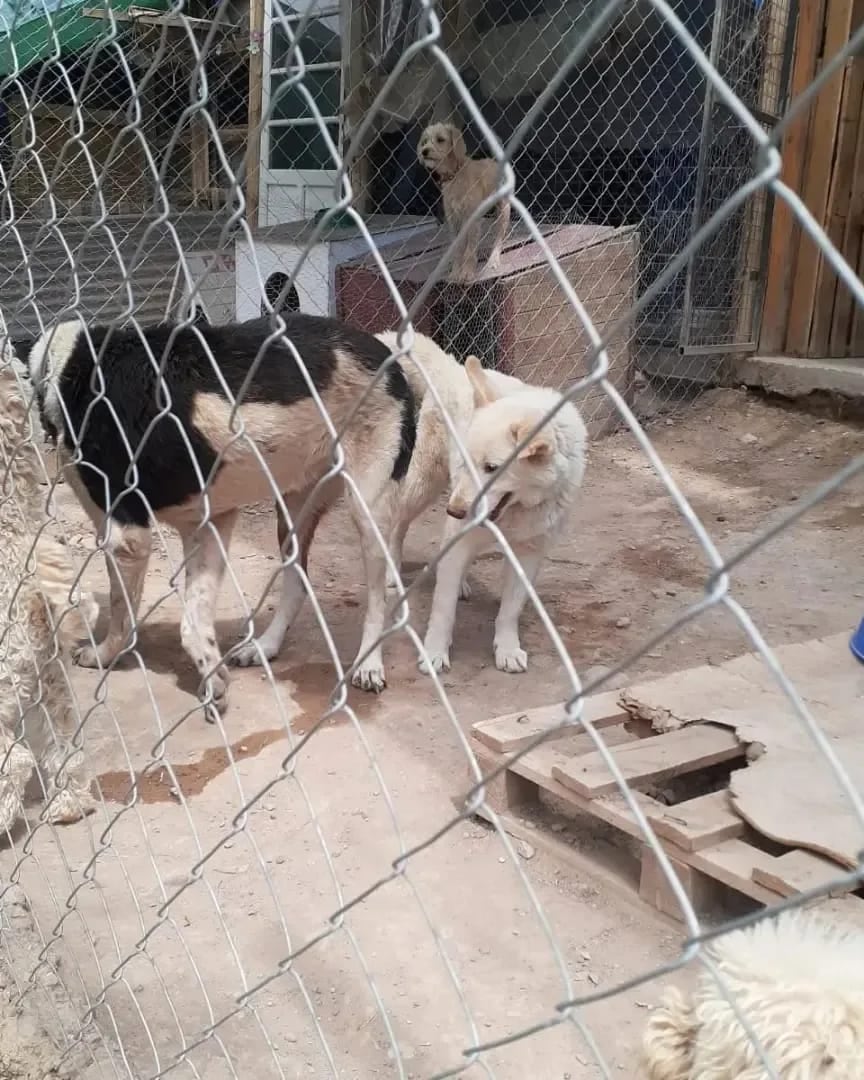 Ángeles de 4 patas, el refugio que necesita ayuda para seguir en pie.