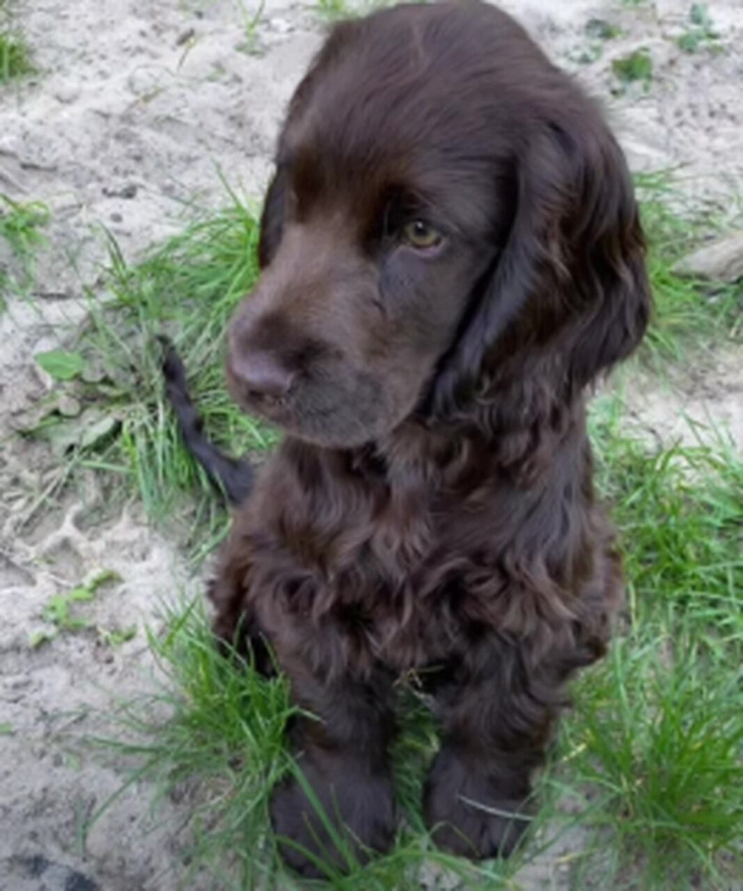 Salvador, el perrito viral