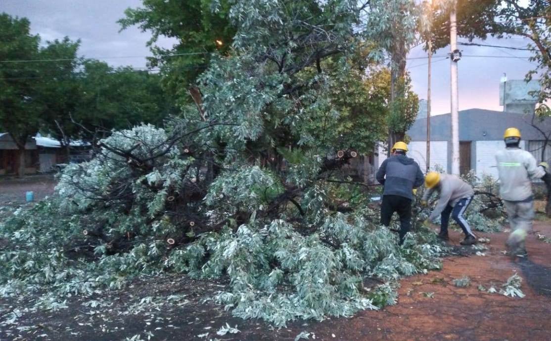 Árboles caídos por la tormenta en General Alvear.