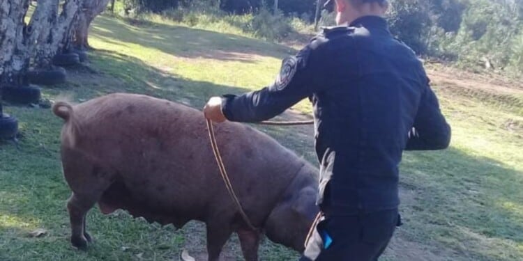 Recuperaron un ejemplar porcino en San Javier.