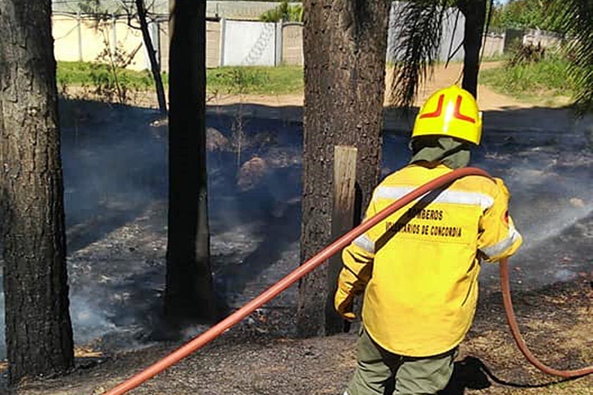 Incendio forestal en Concordia.