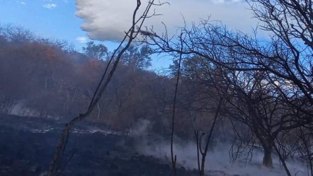 Más de 50 bomberos trabajan en el lugar.