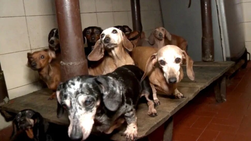 Los cachorros de salchichas presentaban señales de maltrato animal.