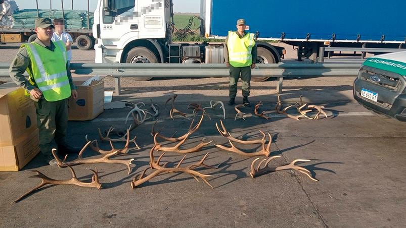 En el baúl del vehículo se encontraban más de 20 astas de ciervos.