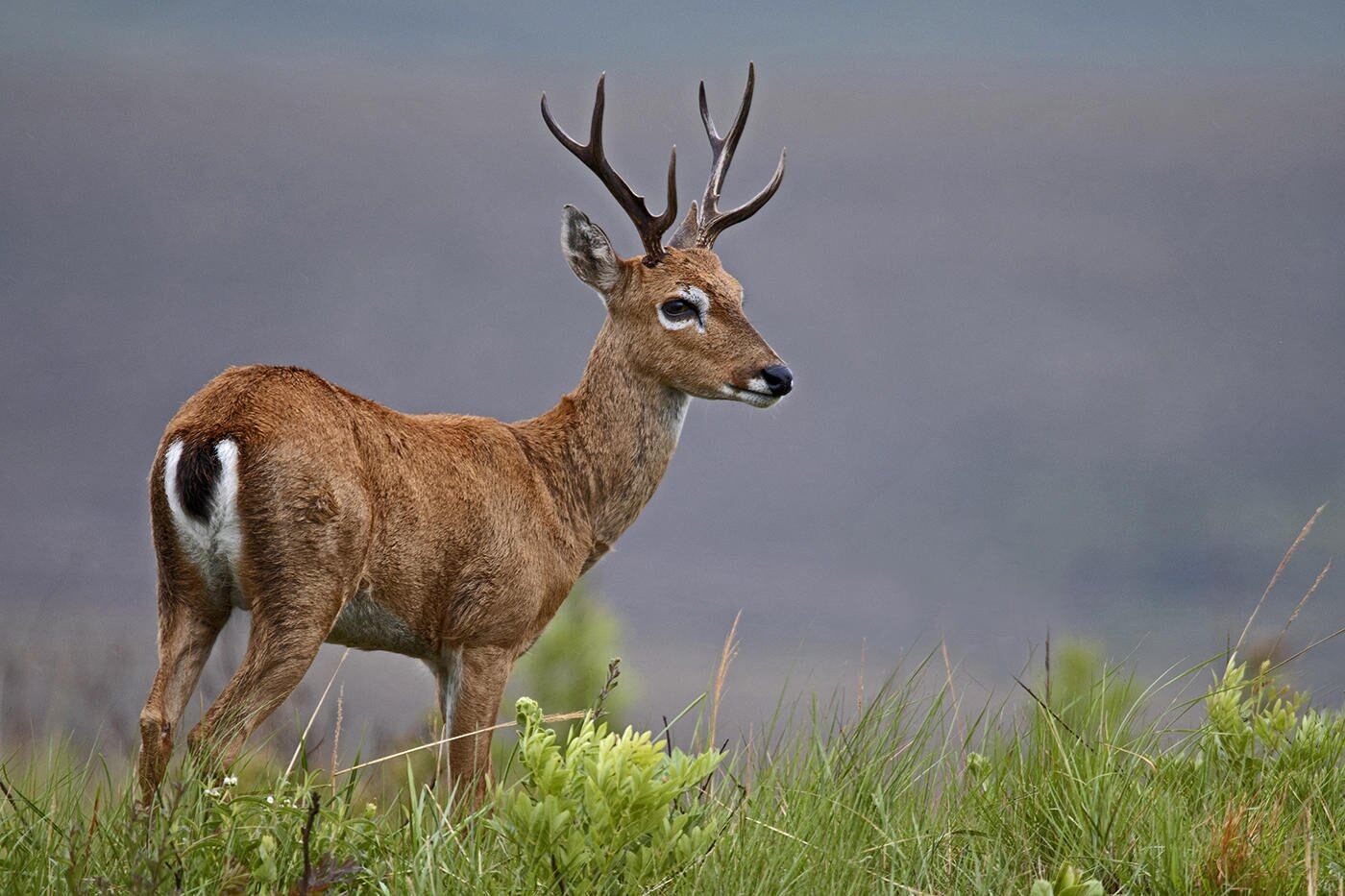 Venado de las pampas