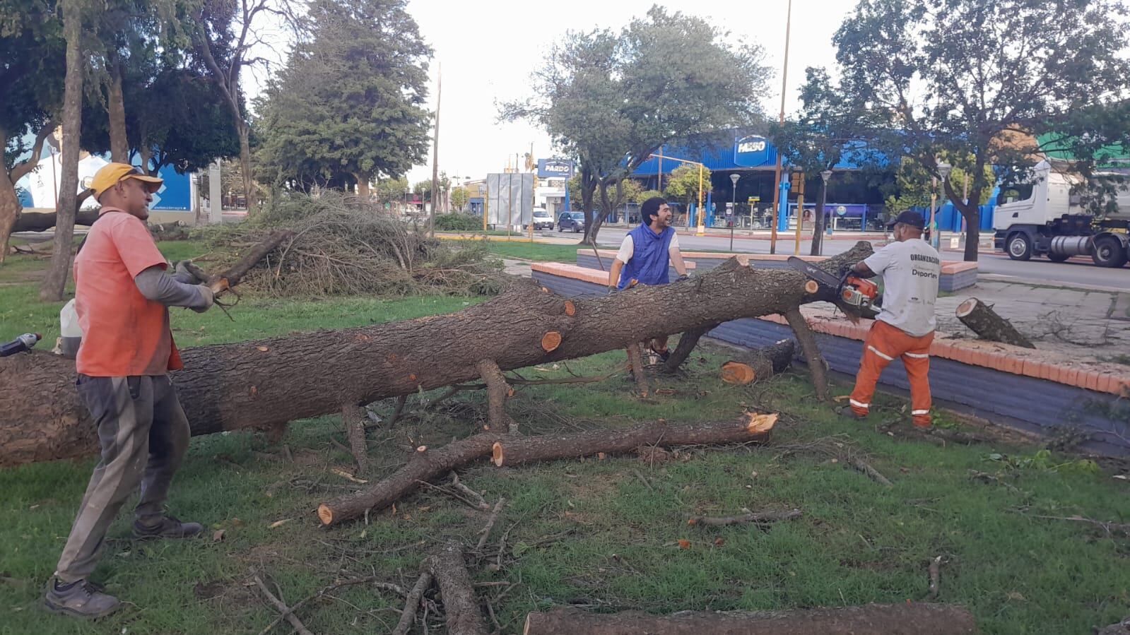 Caídas de árboles en Arroyito