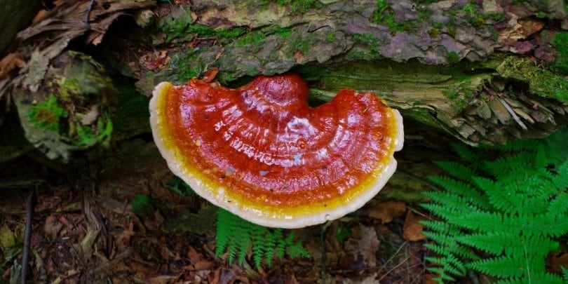 Ganoderma lucidum es una medicina tradicional de China que se utiliza desde hace siglos.