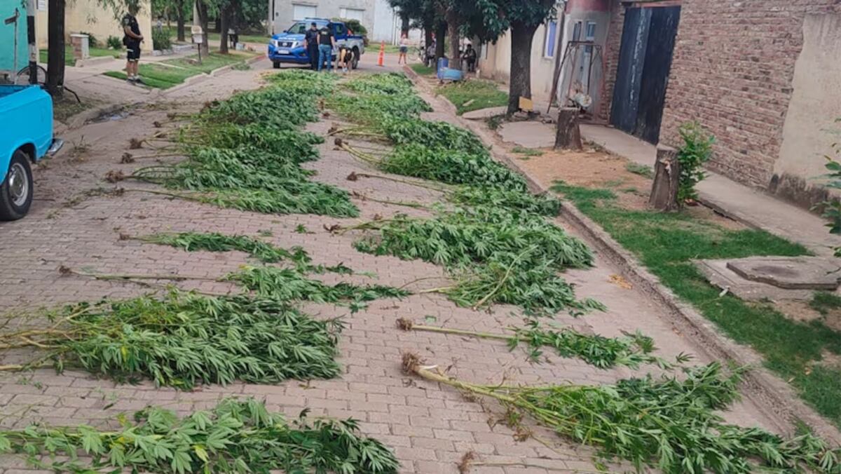Una denuncia por maltrato animal destapó una enorme plantación de marihuana en Córdoba