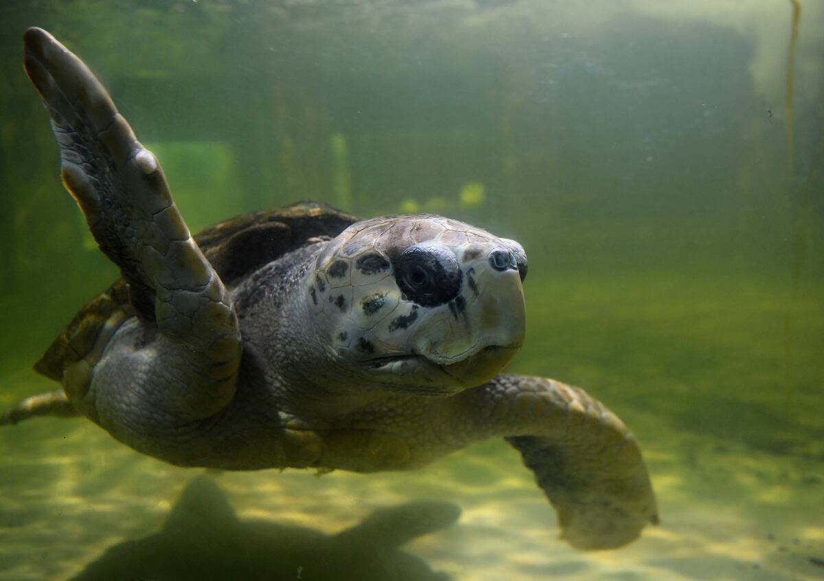 El tortugo Jorge ya vuela desde Mendoza rumbo a Mar del Plata