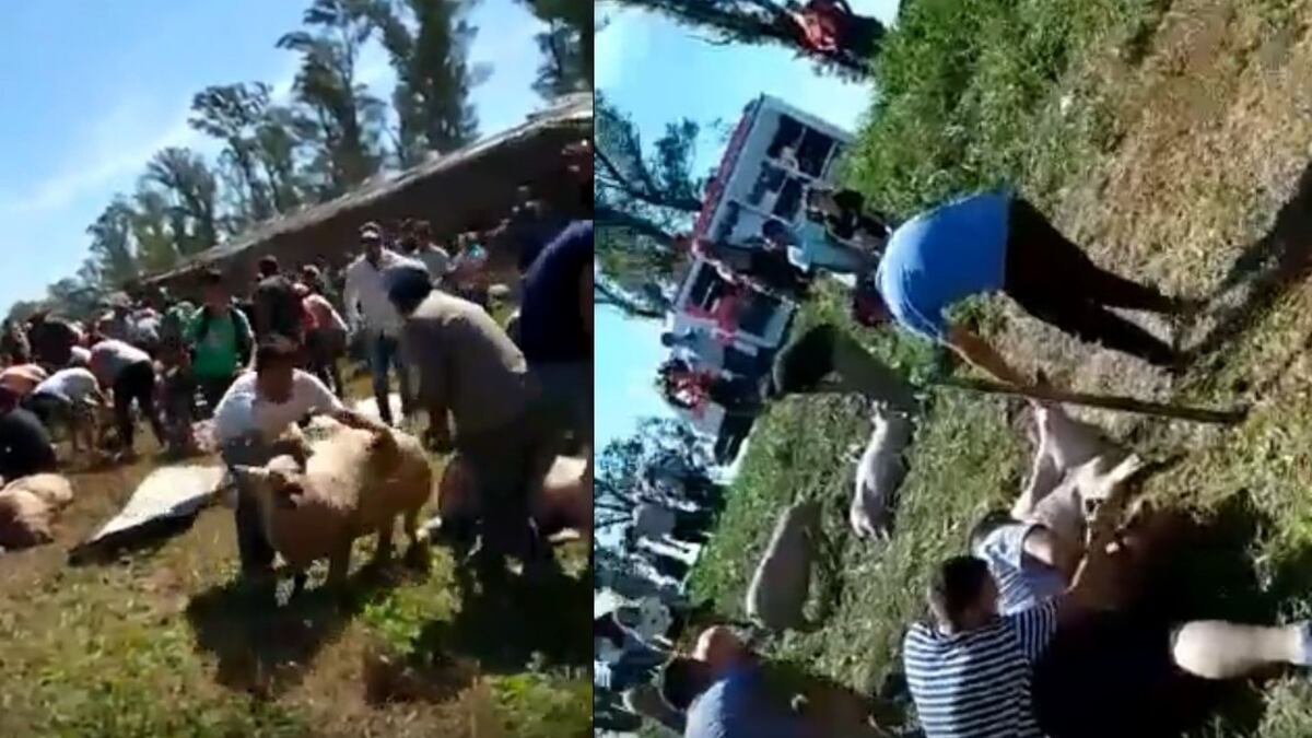 La foto que se volvió viral, en el saqueo de un camión con cerdos en Córdoba