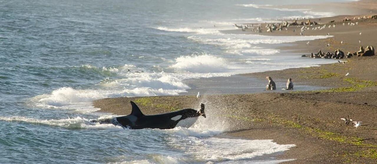 Hace tres días comenzó a producirse el cruce de crías de lobos marinos.