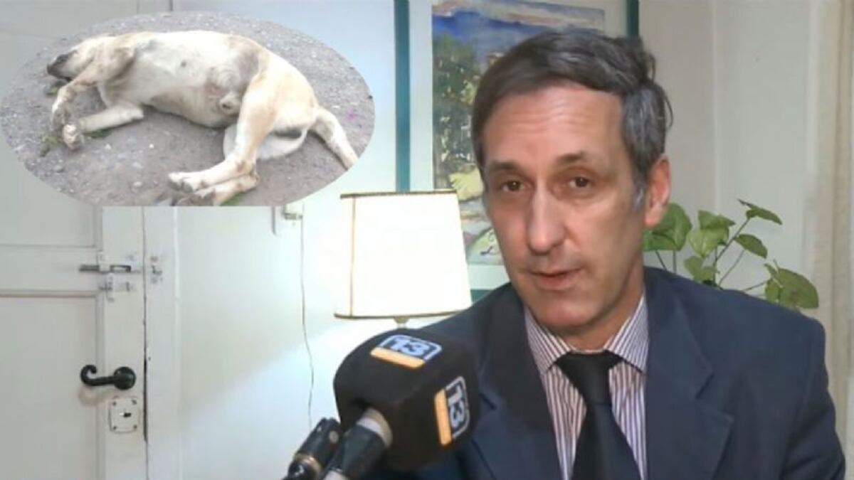 Inédito: un perro asesinado de un escopetazo en San Juan será defendido por un abogado