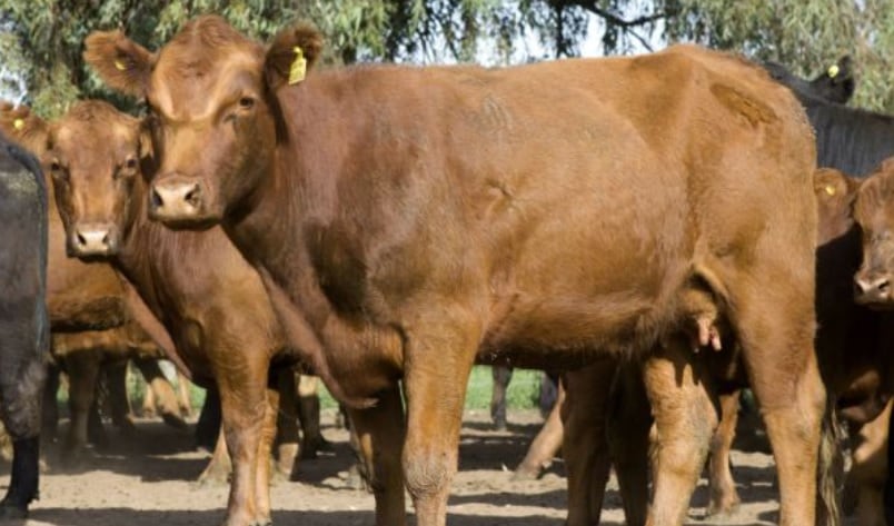 Eldorado: productor del agro denuncia el robo de cientos de cabezas de ganado. Archivo. Imagen ilustrativa.