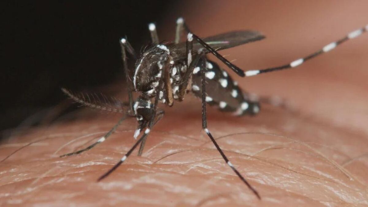 Dengue en Córdoba: cuáles son las principales dudas sobre la enfermedad según Google