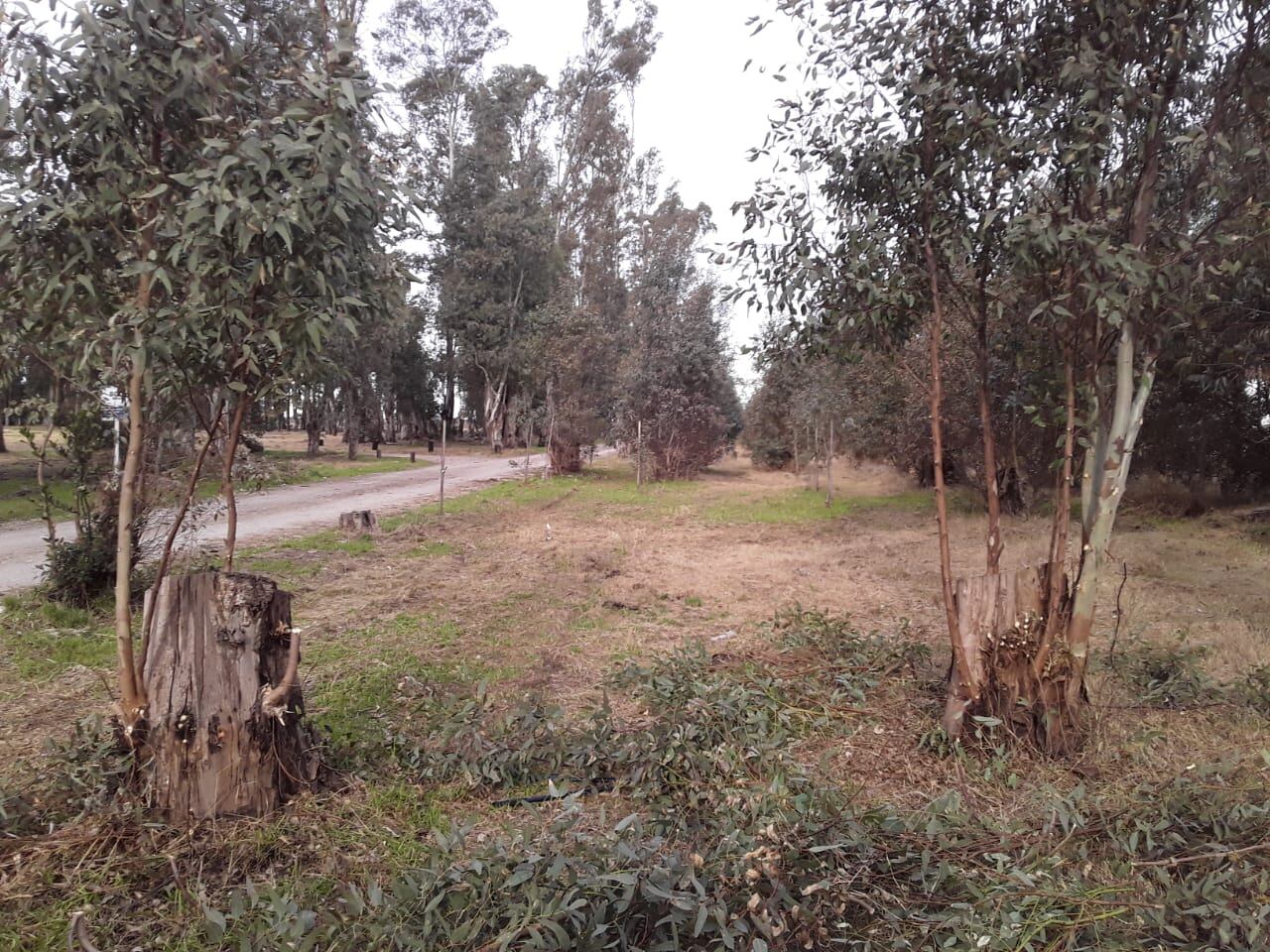 Trabajos de embellecimiento en el Parque Cabañas de Tres Arroyos