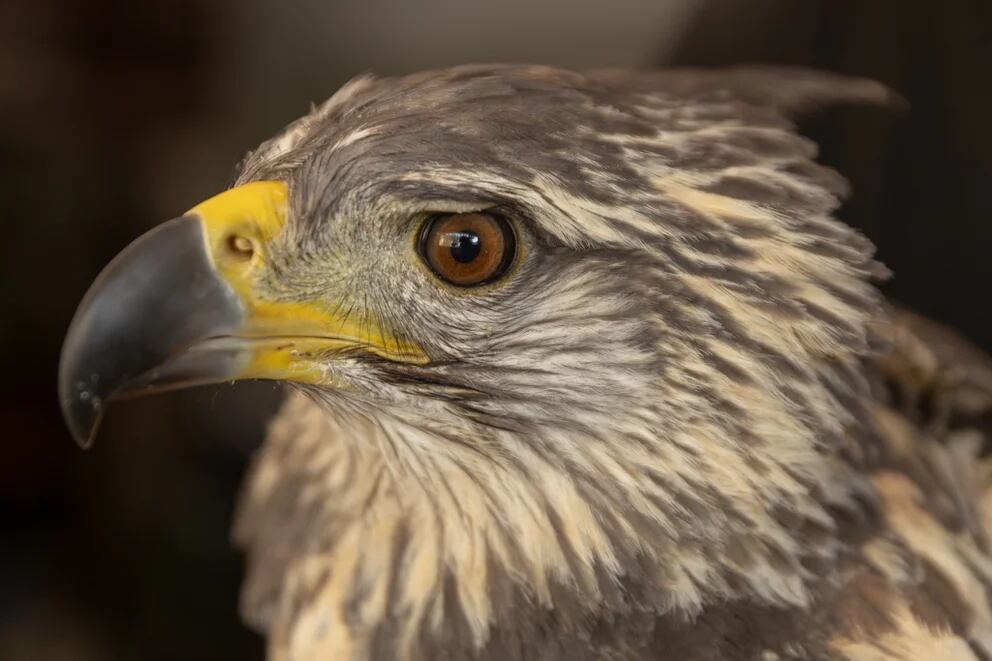 La majestuosa águila coronada liberada en Mendoza se llama Rainbow Warrior. Su especie está en peligro de extinción.