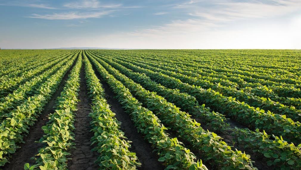 El desarrollo agrícola puede ser una de las claves para ser potencia, pero solo no alcanza. 