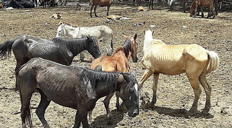 Animales en mal estado en el predio de Caballería de la Policía. (Hola Salta)