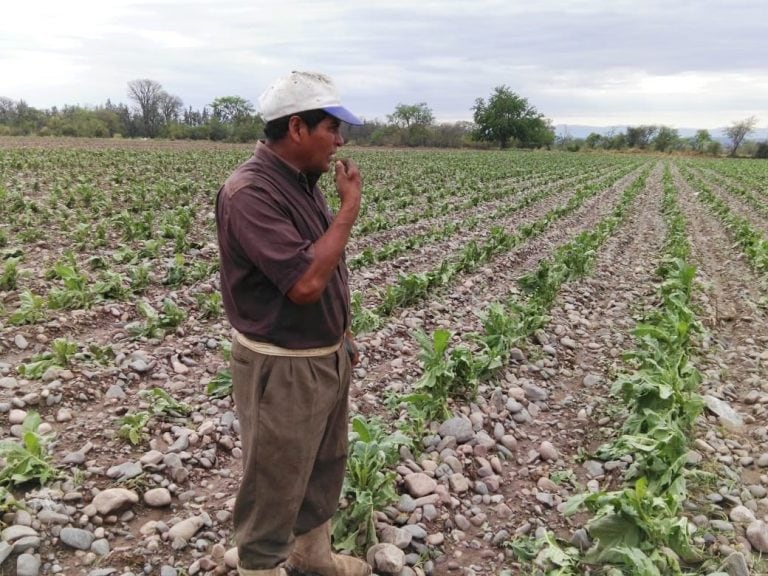 Tabaco en Jujuy. (Web)