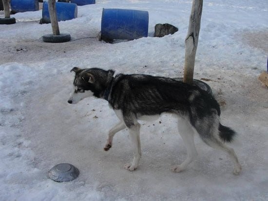 Maltrato Animal en Valle de Lobos - Ushuaia