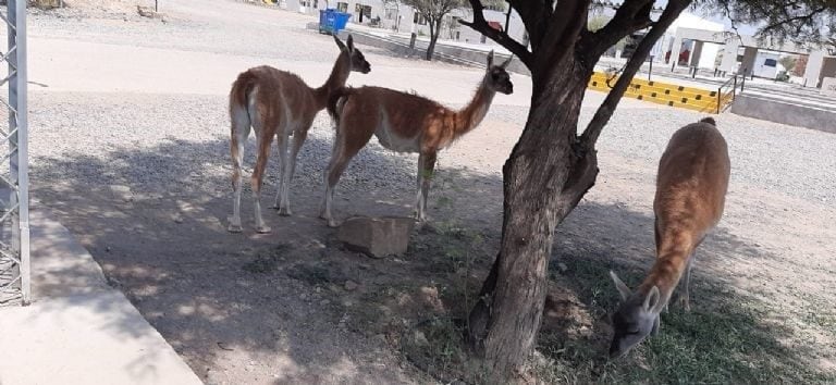 Guanacos en San Juan.