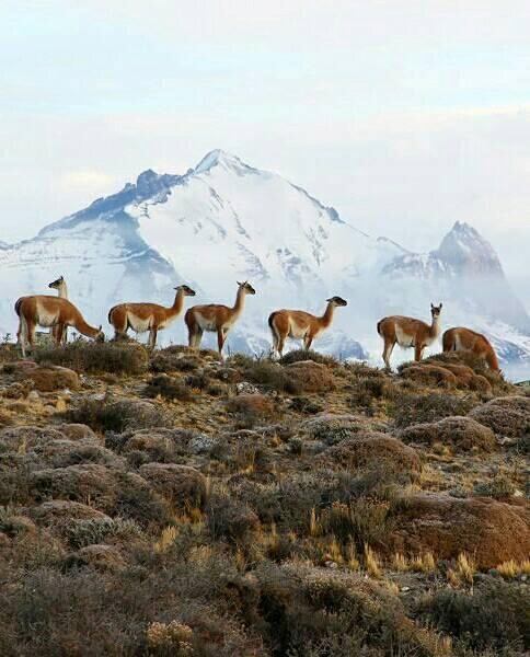 Marcha de guanacos