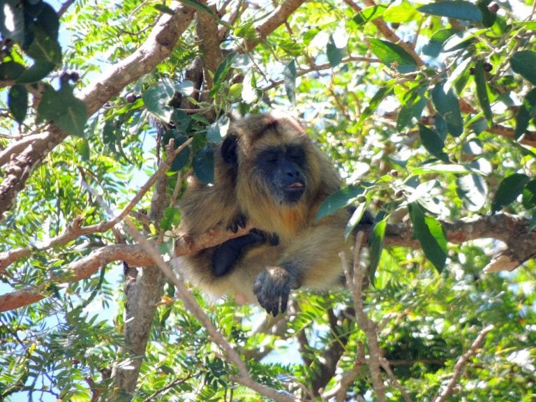 Monos en la zona que rodea al río Correntoso, en Santa Fe.