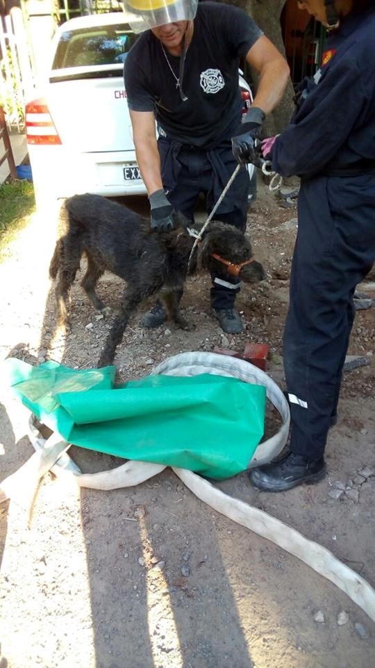 Los Bomberos de Pueblo Esther fueron los encargados del emocionante rescate. (Facebook)