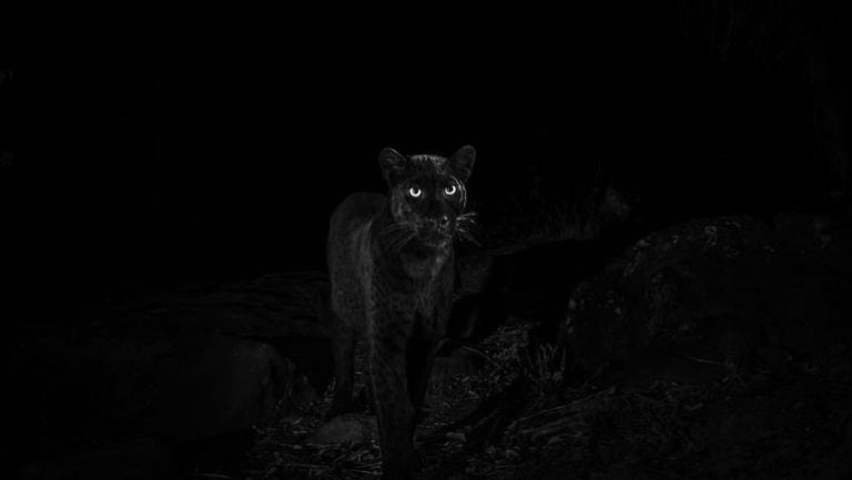 Leoprado negro. (crédito: Will Burrard-Lucas).